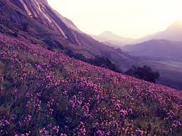 Munnar Tour Packages