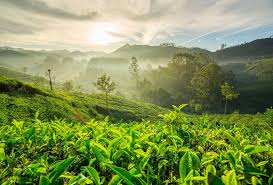 Munnar Tour packages