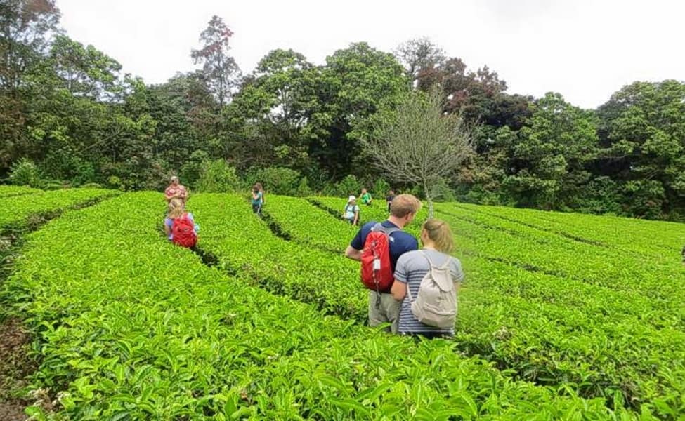 Munnar Tour packages